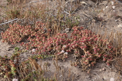Mesembryanthemum crystallinum
