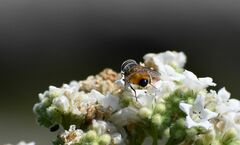 Copestylum haagii