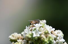 Copestylum haagii