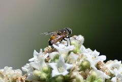 Copestylum haagii