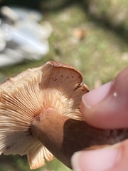 Lactarius quietus incanus