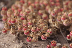 Mesembryanthemum crystallinum