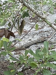 Gerrhonotus infernalis
