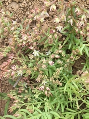 Sedum
