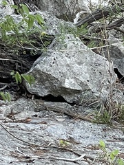 Gerrhonotus infernalis