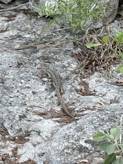 Gerrhonotus infernalis