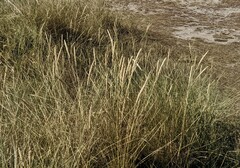 Ammophila arenaria