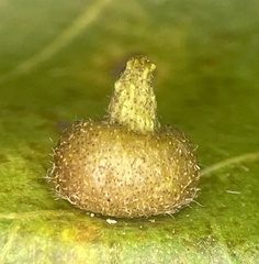 Caryomyia turbanella