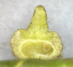 Caryomyia turbanella