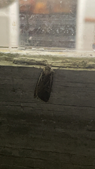 Ochropleura implecta
