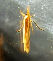 Crambus