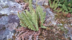 Dryopteris fragrans