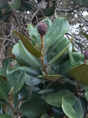 Magnolia pallescens