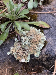 Cladonia pocillum