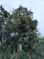 Magnolia pallescens