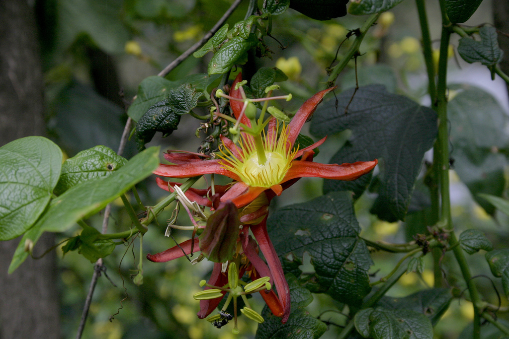 Flor de la pasión roja