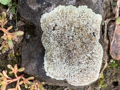 Protoparmeliopsis muralis