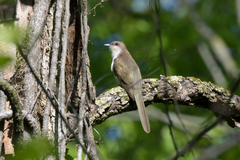 Coccyzus erythropthalmus