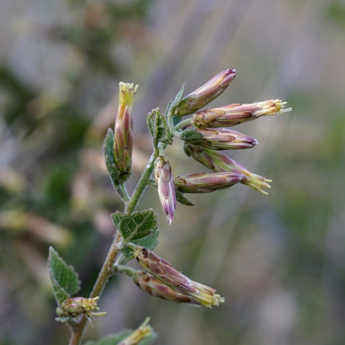 California brickellbush (Brickellia californica)