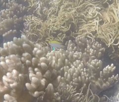 Neoglyphidodon melas