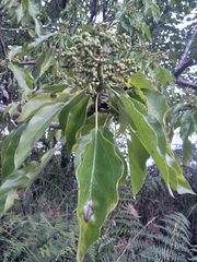 Araliaceae