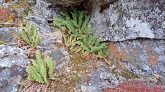Dryopteris fragrans