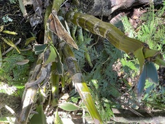 Dendrobium speciosum