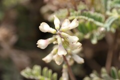 Astragalus nuttallii