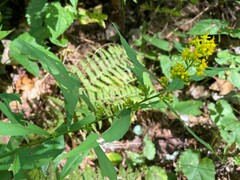 Solidago curtisii