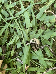 Asplenium rhizophyllum