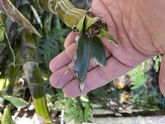 Dendrobium speciosum