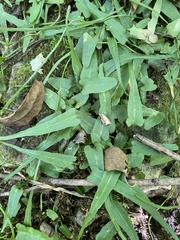 Asplenium rhizophyllum