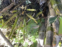 Dendrobium speciosum