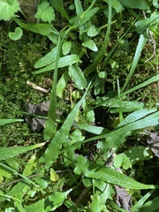 Asplenium rhizophyllum