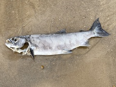 Oncorhynchus kisutch