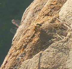 Gomphidae