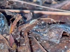 Entomobrya unostrigata