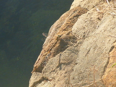 Gomphidae