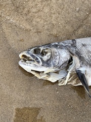 Oncorhynchus kisutch