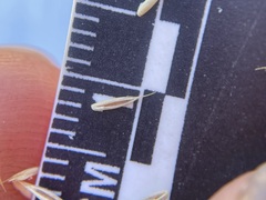Festuca saximontana