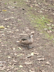 Anas bahamensis galapagensis