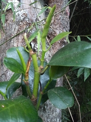 Magnolia pallescens