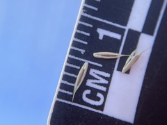 Festuca saximontana