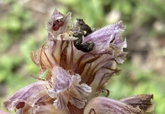 Orobanche minor