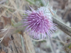 Cirsium brevistylum