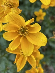 Eriophyllum lanatum