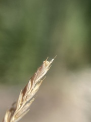 Festuca saximontana