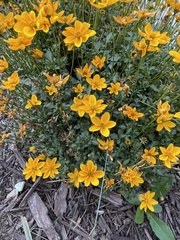 Eriophyllum lanatum
