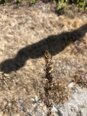 Orthocarpus bracteosus