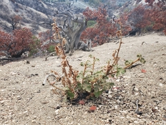 Fremontodendron californicum